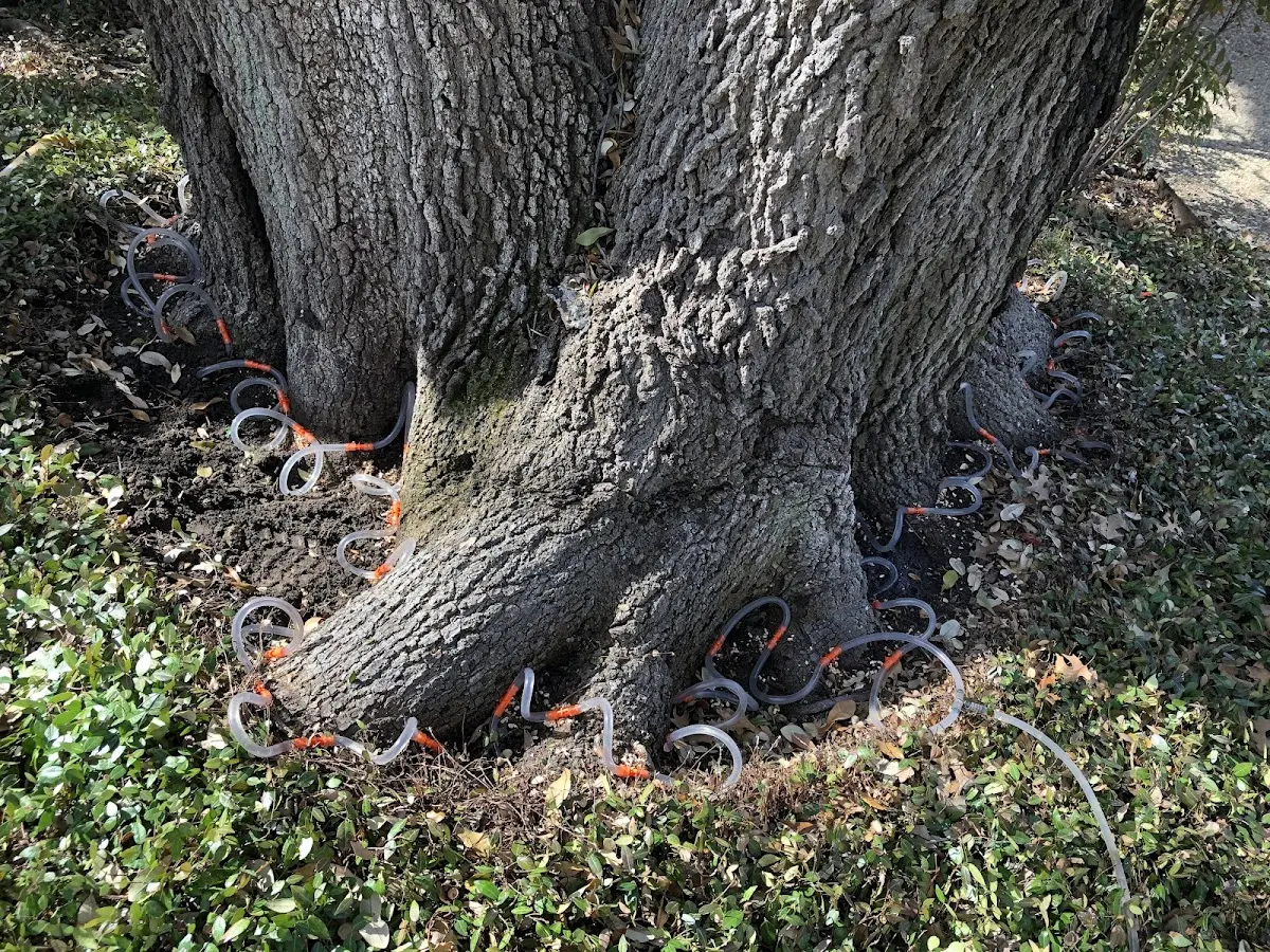 Detailed Tree Cabling and Bracing job site in Agua Dulce